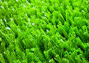 artificial lawn picture 